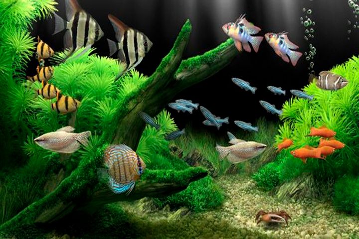 Dream Aquarium Screensaver 1.293 Screen